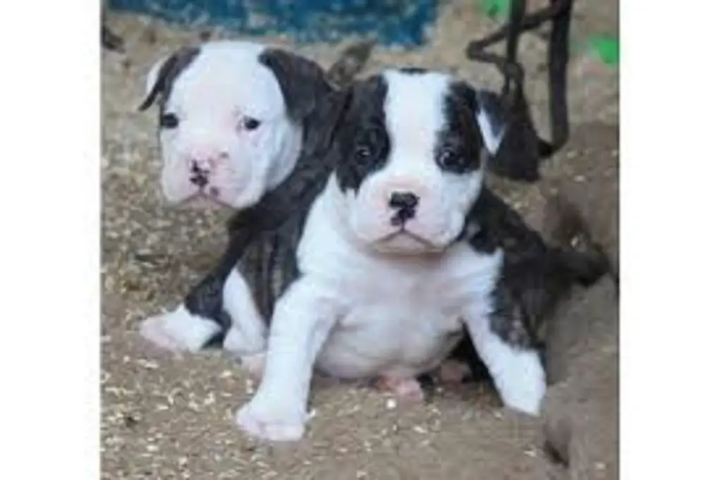 mastiff bulldogs puppies for sale